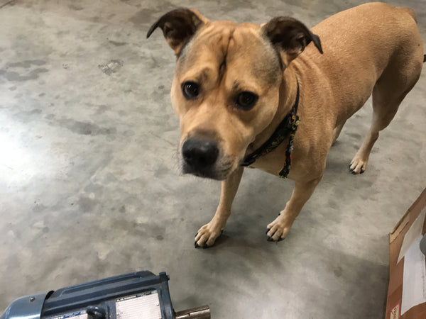 5 HP A.O Smith Century E-Plus AC Motor 3PH 50/60HZ P/N:F-391327-64